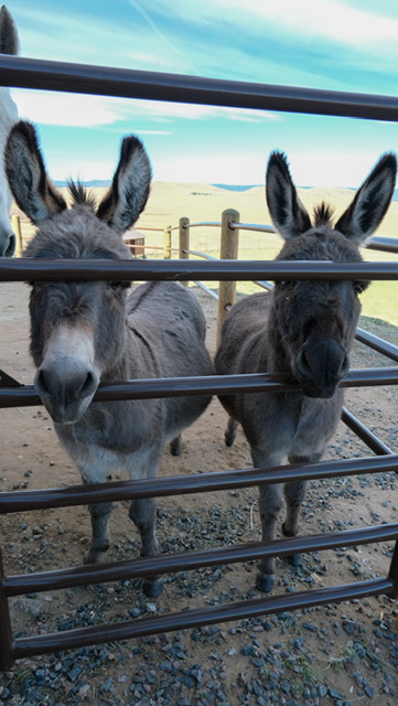 Quervo and Jake, the LuckyBird donkeys