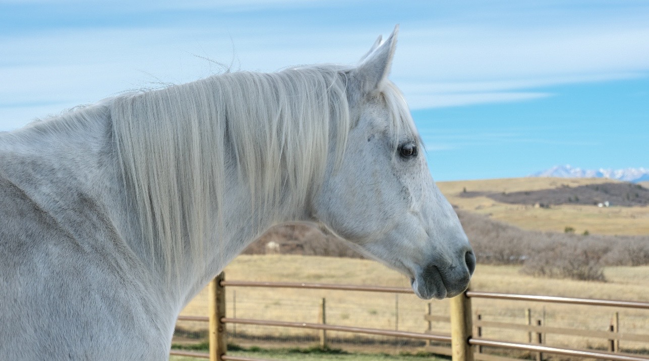 Larry, the LuckyBird horse