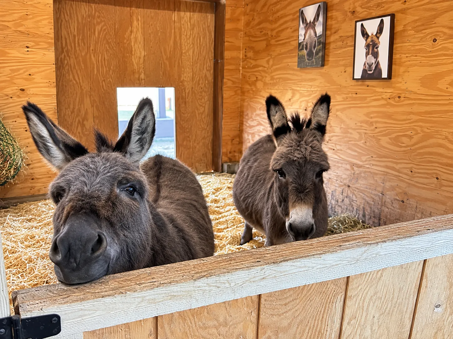 Quervo and Jake, the farm's donkeys, looking over their stall door