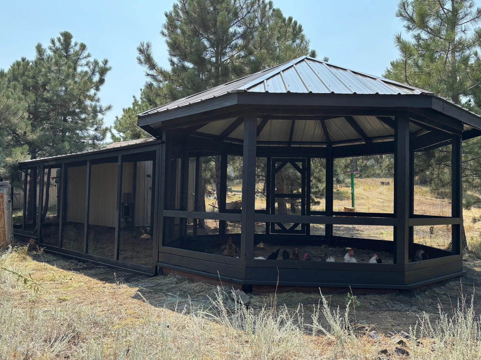 The 14' octagon chicken run with metal roof connected to a 25' run, Evergreen, Colorado