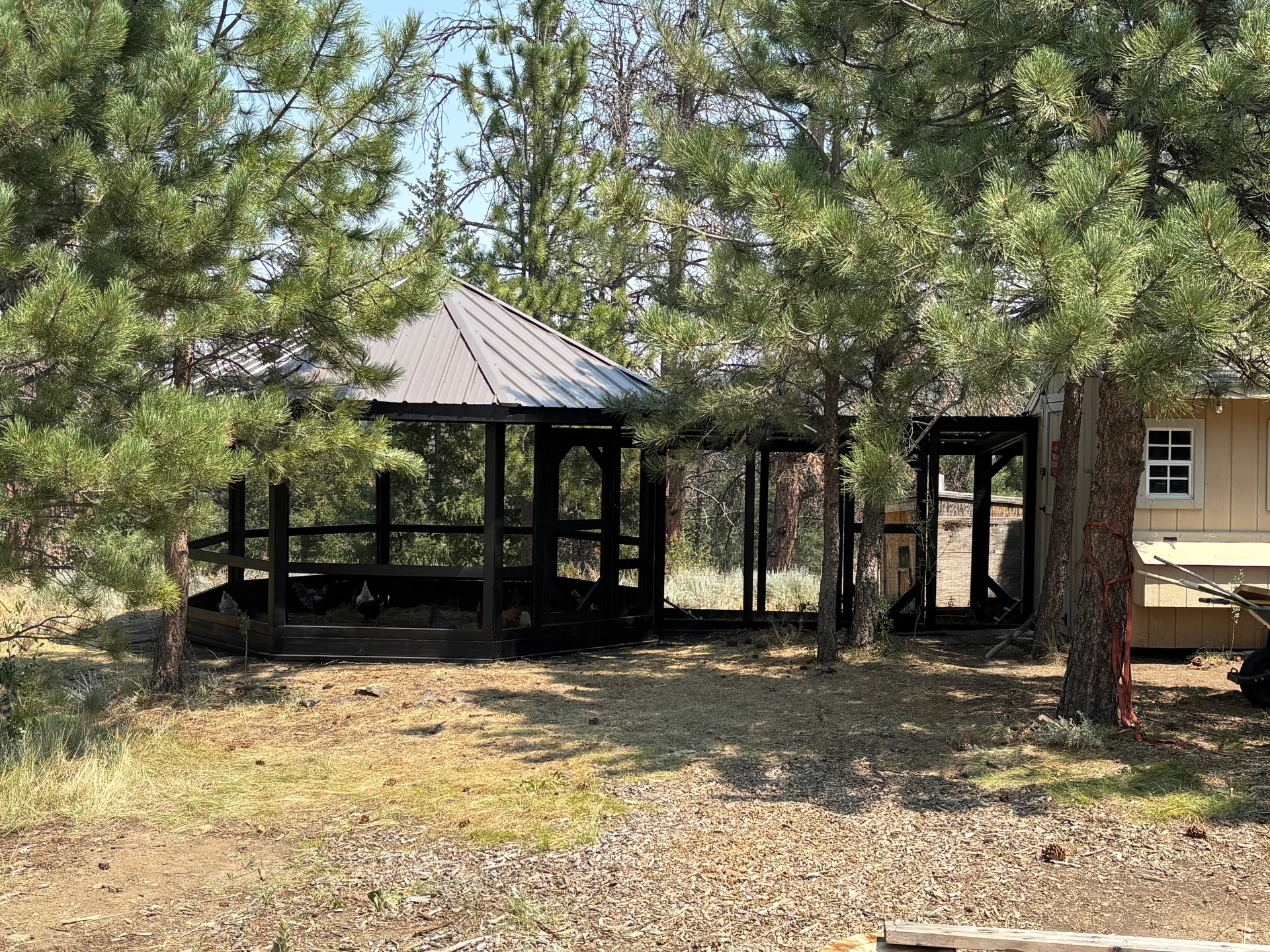 The octagon run nestled between two large pine trees, connecting run to the existing coop