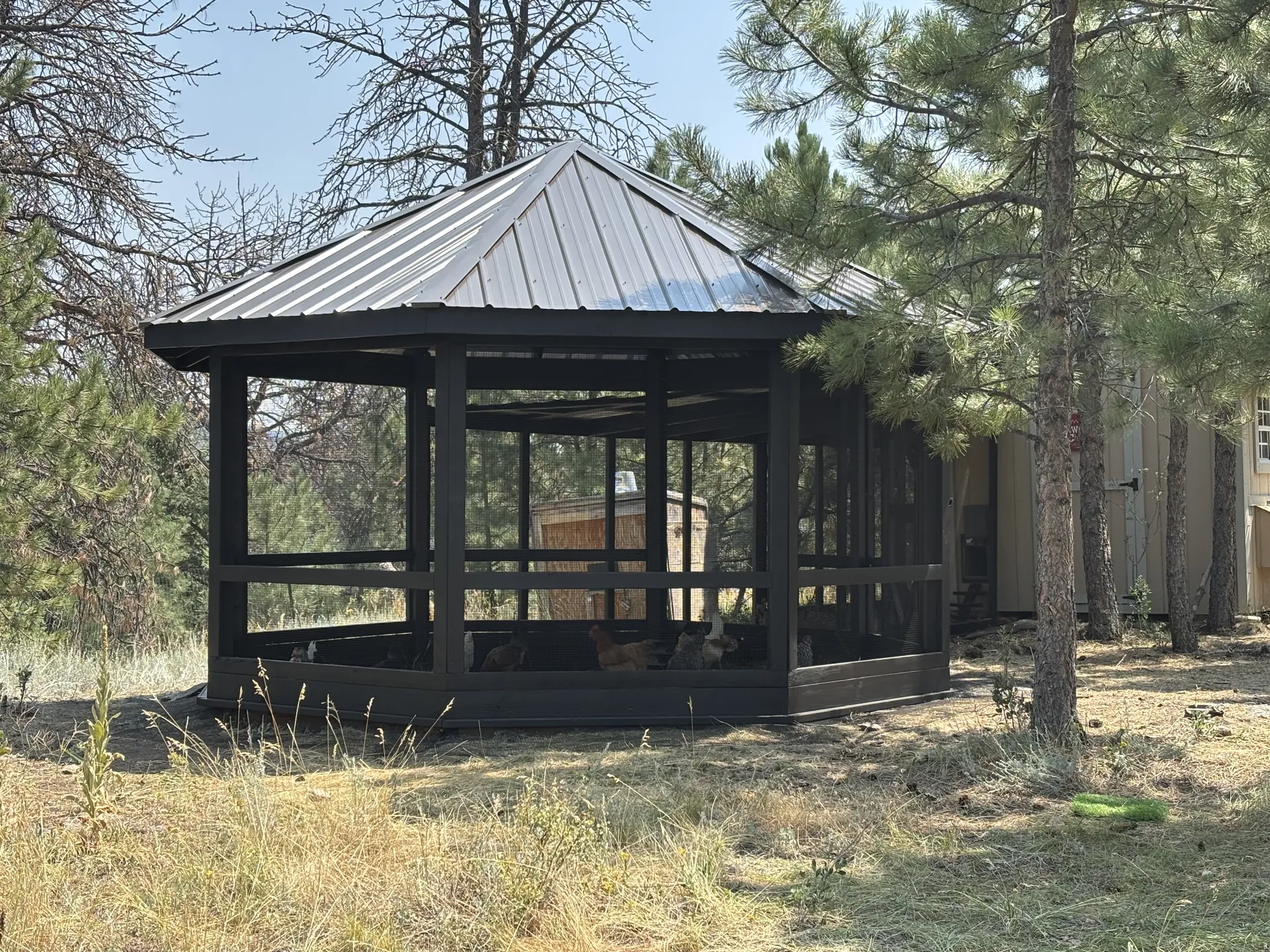 Chickens inside the finished octagon run among the pines