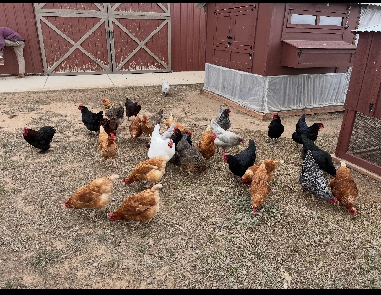 The LuckyBird flock free-ranging in front of the barn