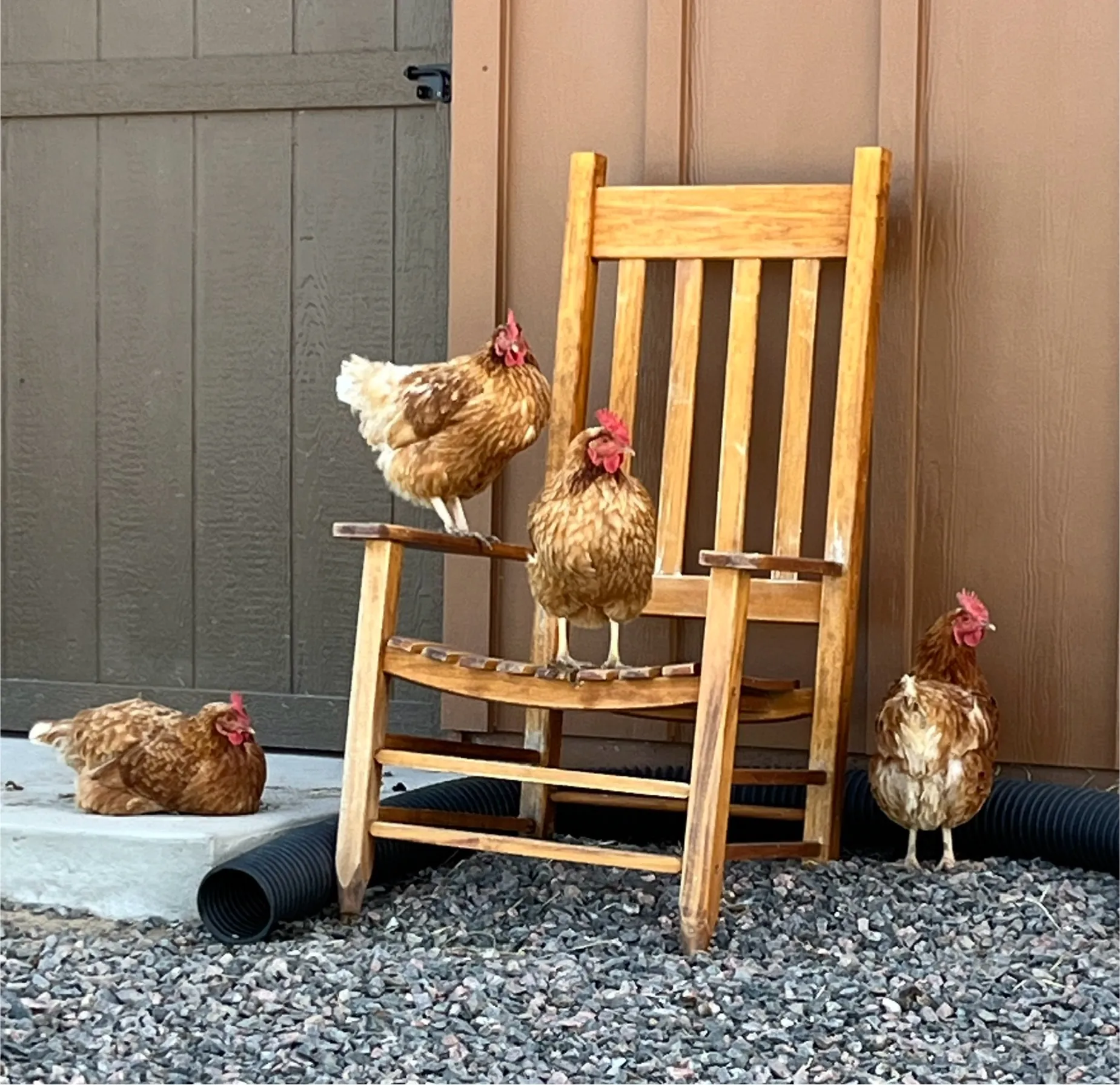 Chickens perched on a wooden rocking chair at the farm