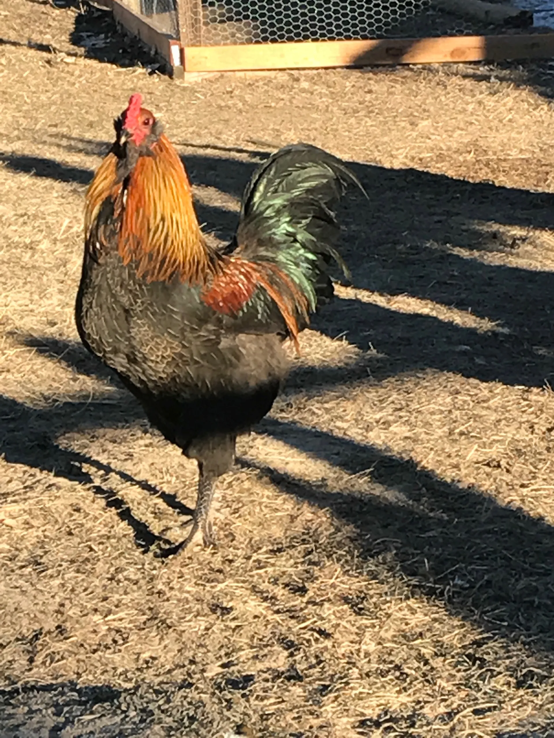 The farm's rooster in the run, iridescent tail feathers in the sun