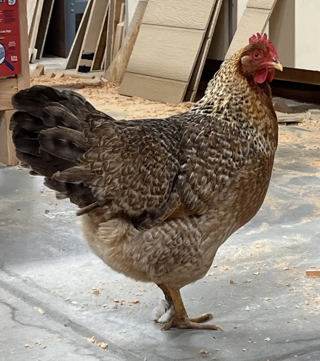 A hen inspecting the workshop among the lumber and sawdust